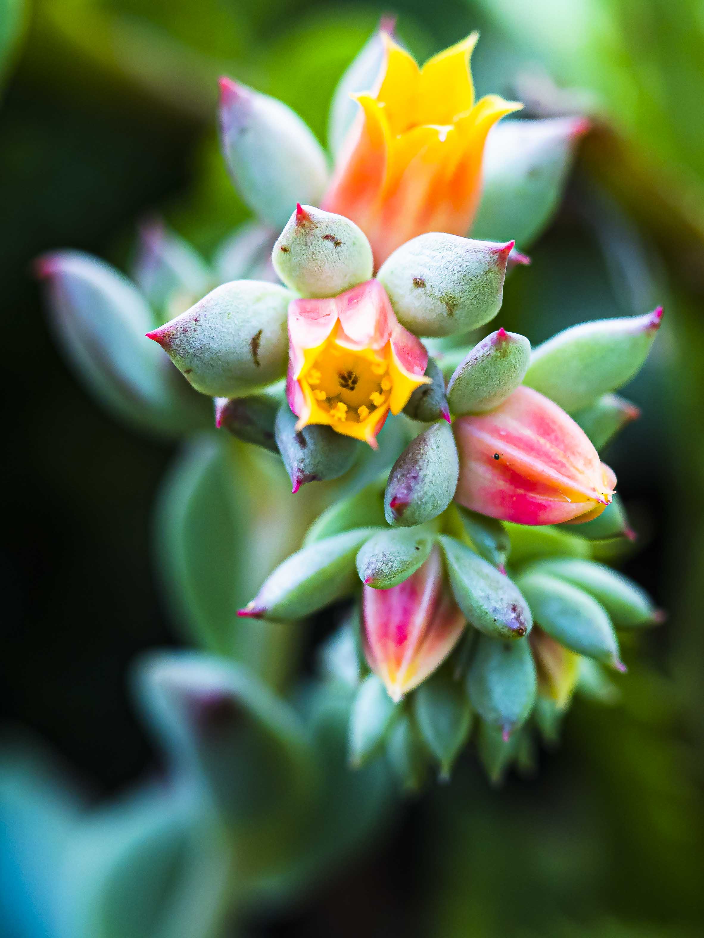 Succulent Colors by Ron Spencer