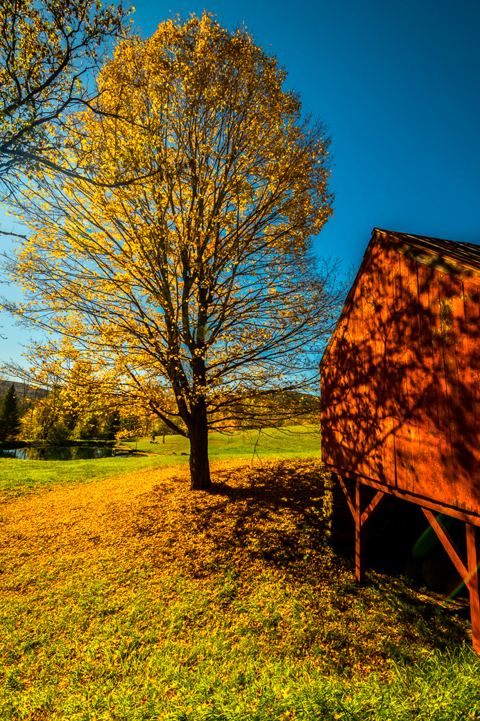 Vermont Maple Shadows by Bob Legg