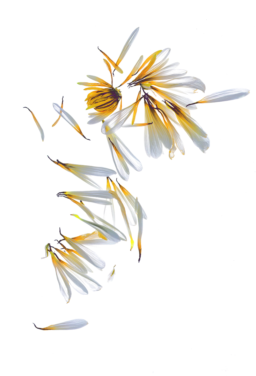 Comment Image