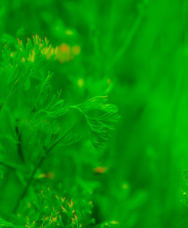Comment Image