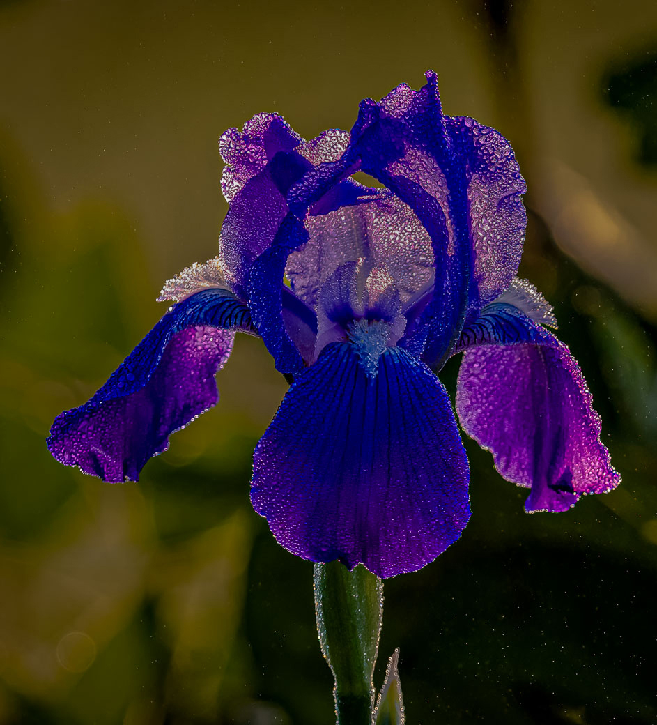 Comment Image