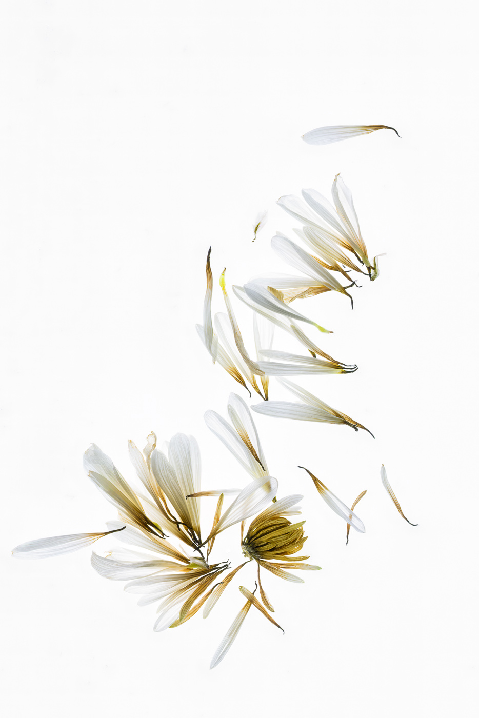 Comment Image