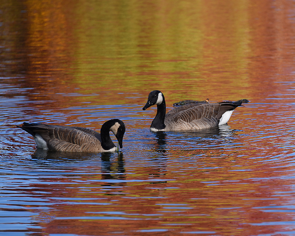 Autumn Pond by Karen Harris