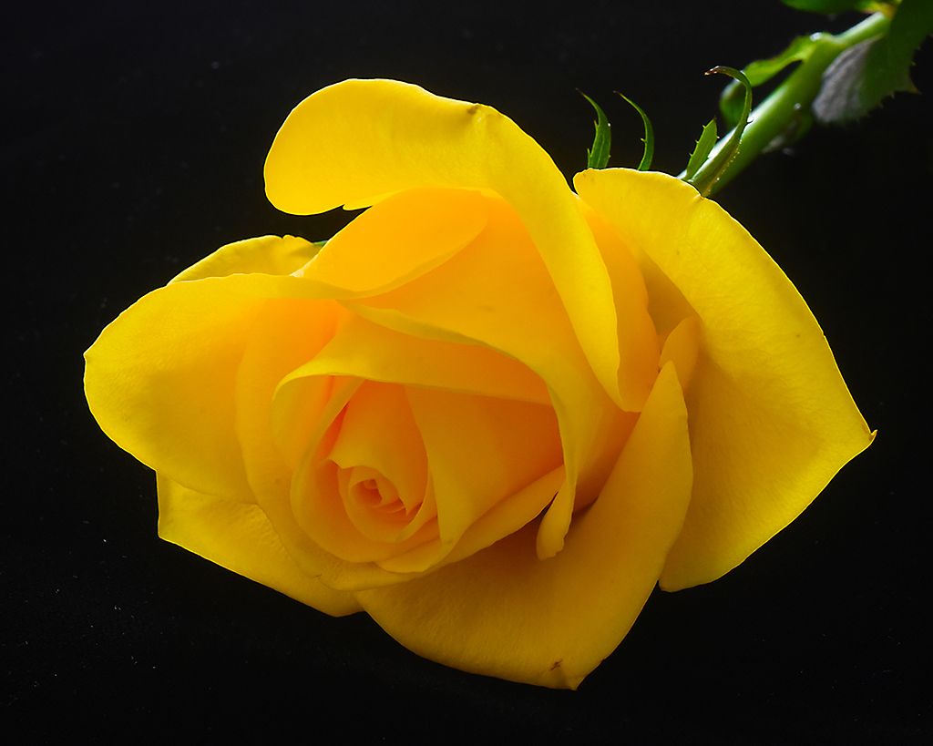  Yellow Rose of Texas by Karen Harris