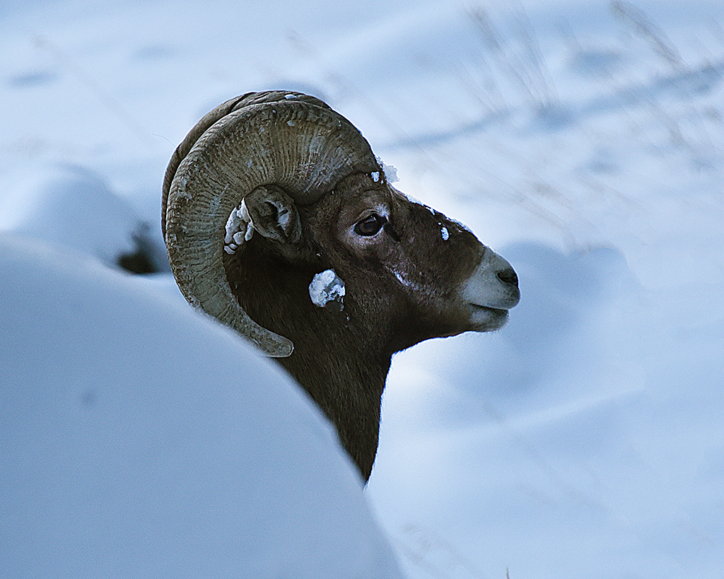 Rocky Mountain Sheep by Karen Harris