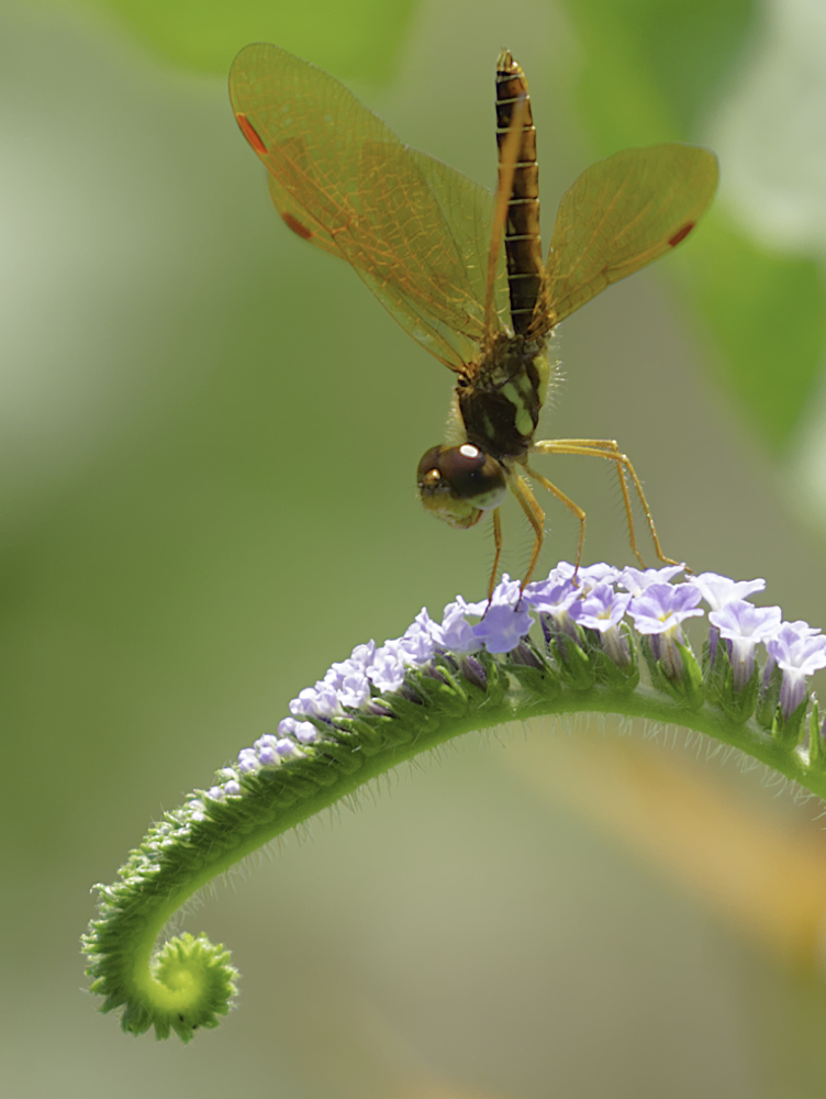 Dragonfly by Jody Coker