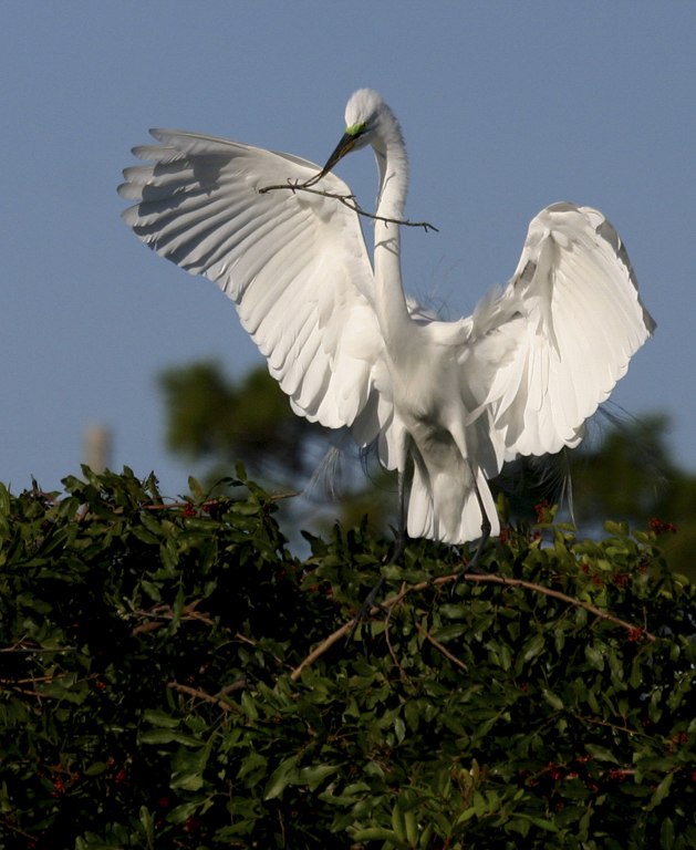 White Egret Full Wingspan Branch for Nest by Tom Carnahan