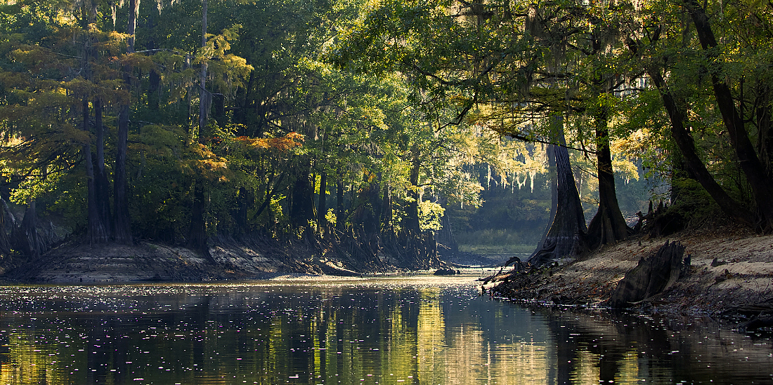 Bayou by Jody Coker