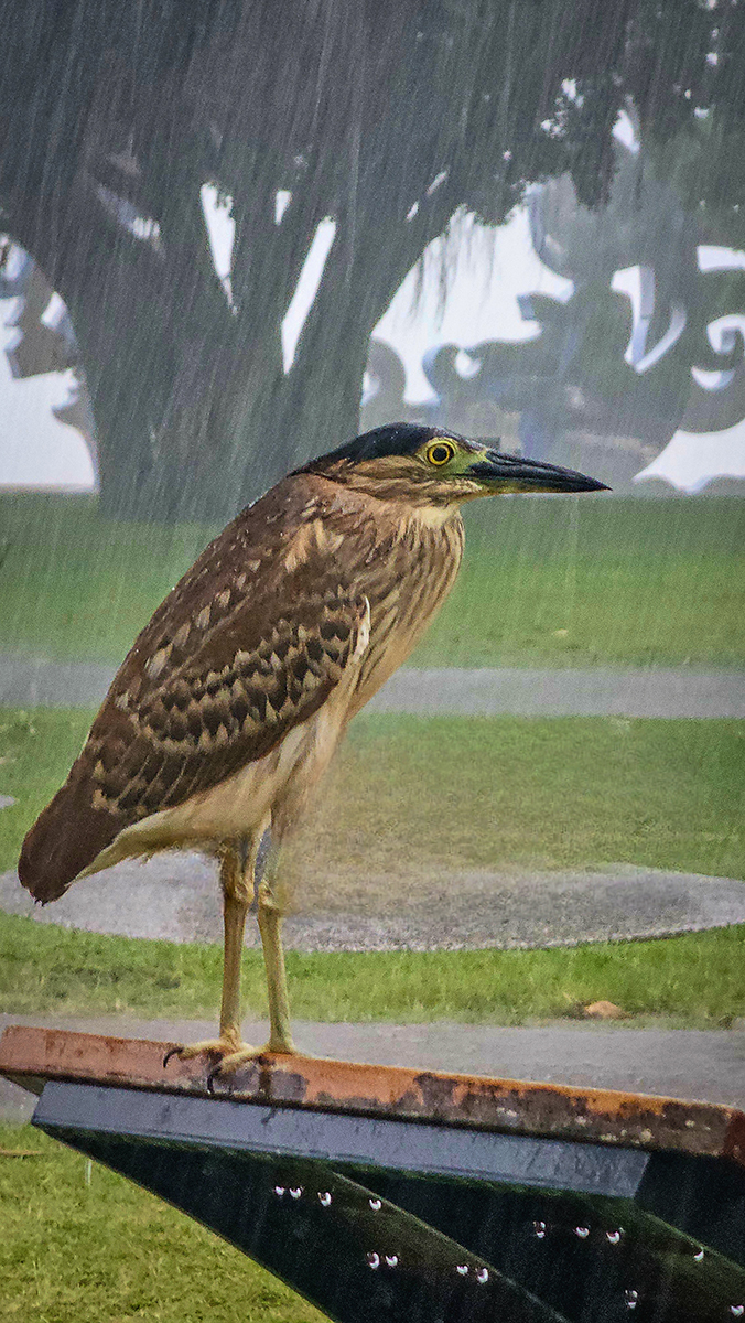 Bird Under the Rain by Leonid Shectman