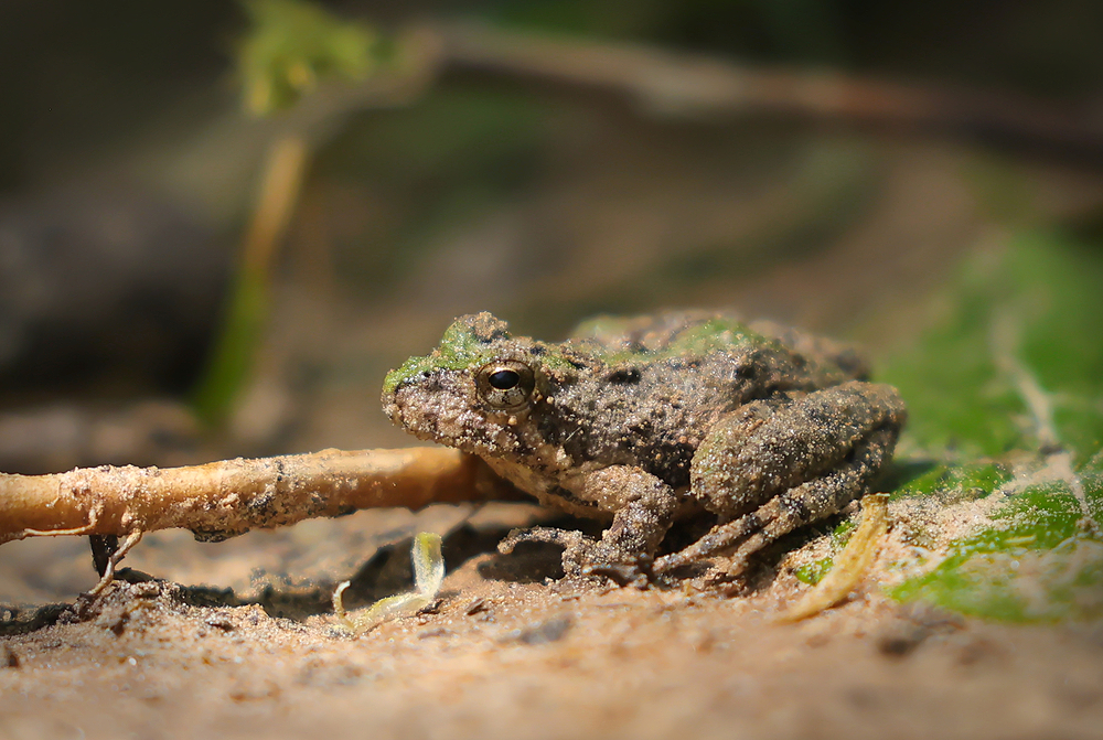 Blanchard's Cricket Frog by Jody Coker