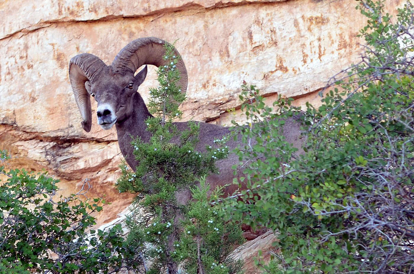 Colorado Bighorn by Mark Lachance