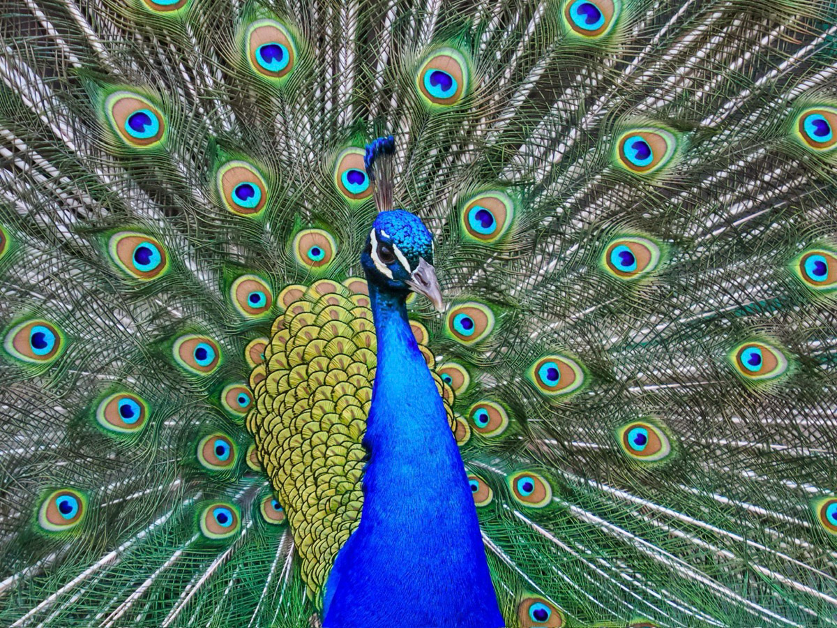 Peacock by Ellen Mondschein