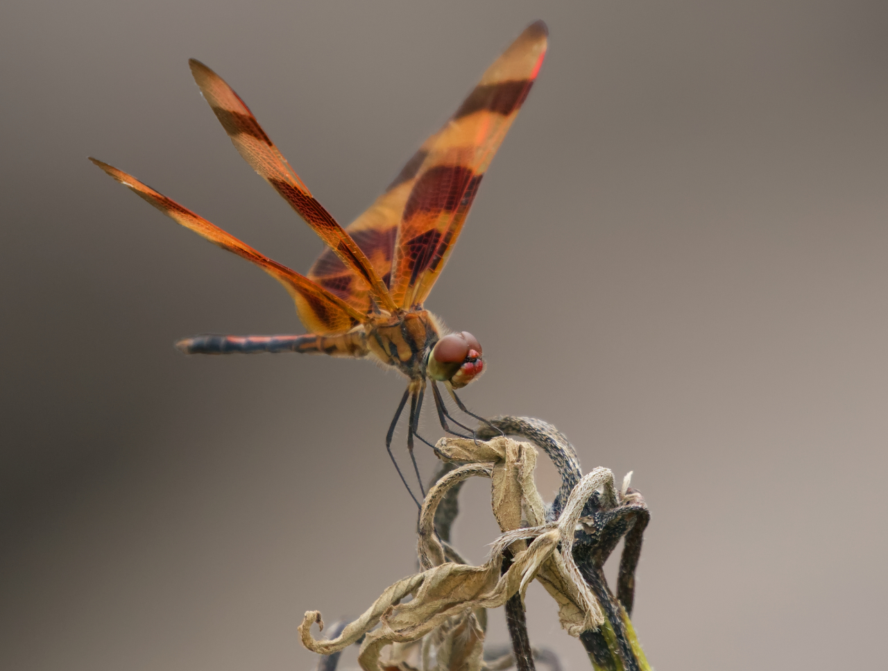 Halloween Pennant Dragonfly by Jody Coker