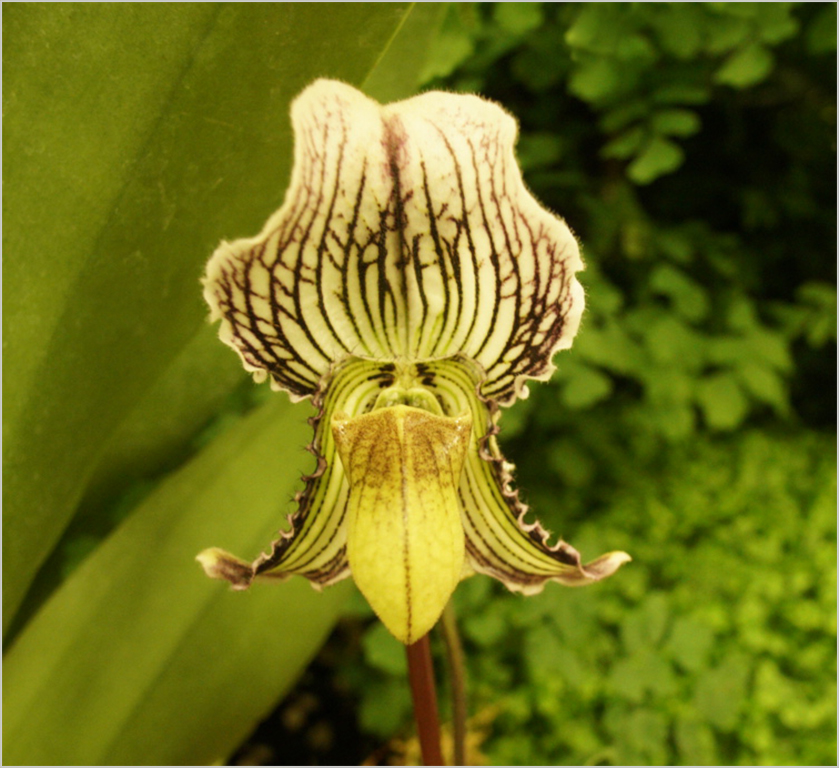 Paph Fairrieanum Orchid by Judy Merson