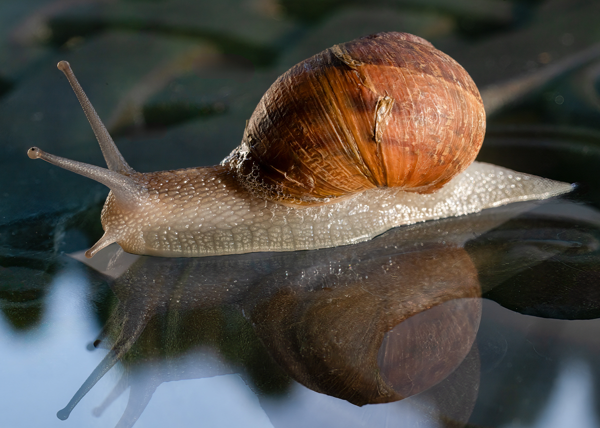 Snail Portrait by Patrick Campbell