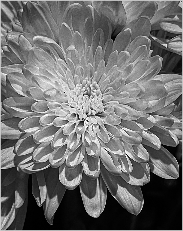 China Aster Mono by Judy Merson