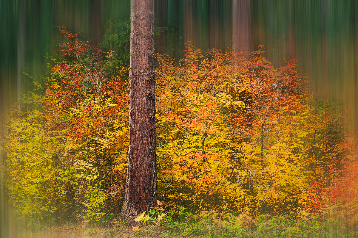 Woodland Blur by Patrick Campbell