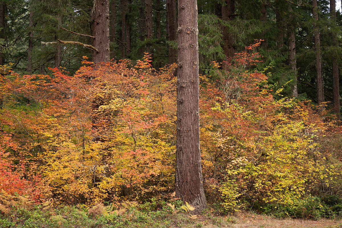 November 2025 - Patrick Campbell