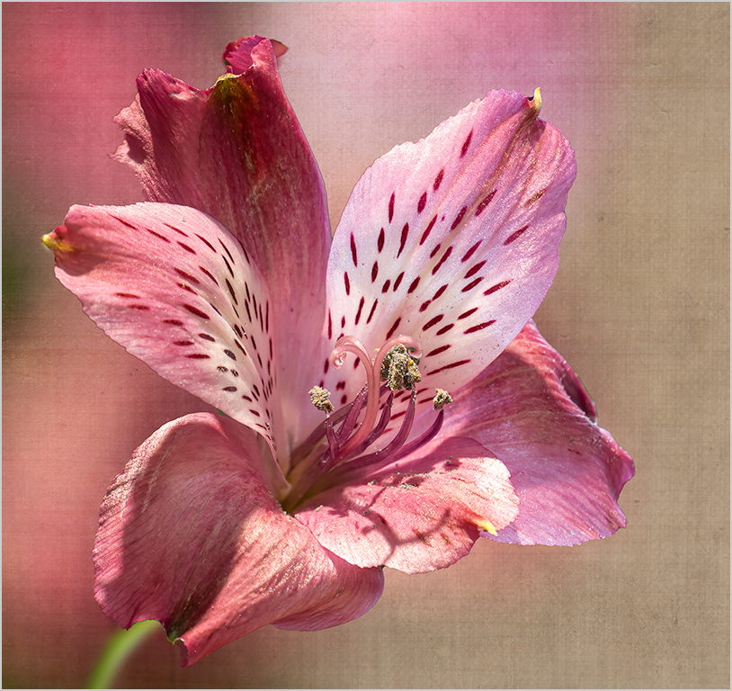 Pink Alstroemeria by Judy Merson