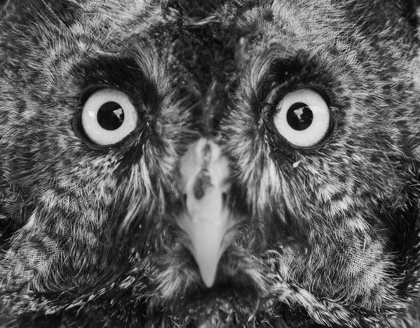 Canadian Grey Owl by Ian Chantler