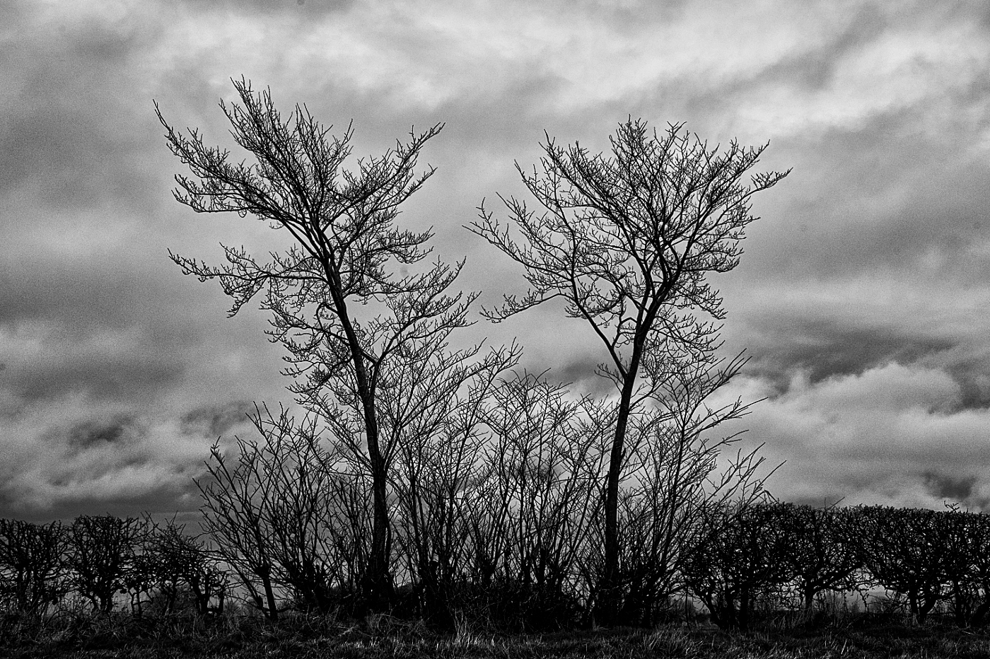 Two Trees Revisited by John Gilkerson, MPSA