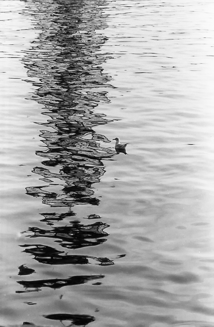 Reflection and Gull  by John Gilkerson