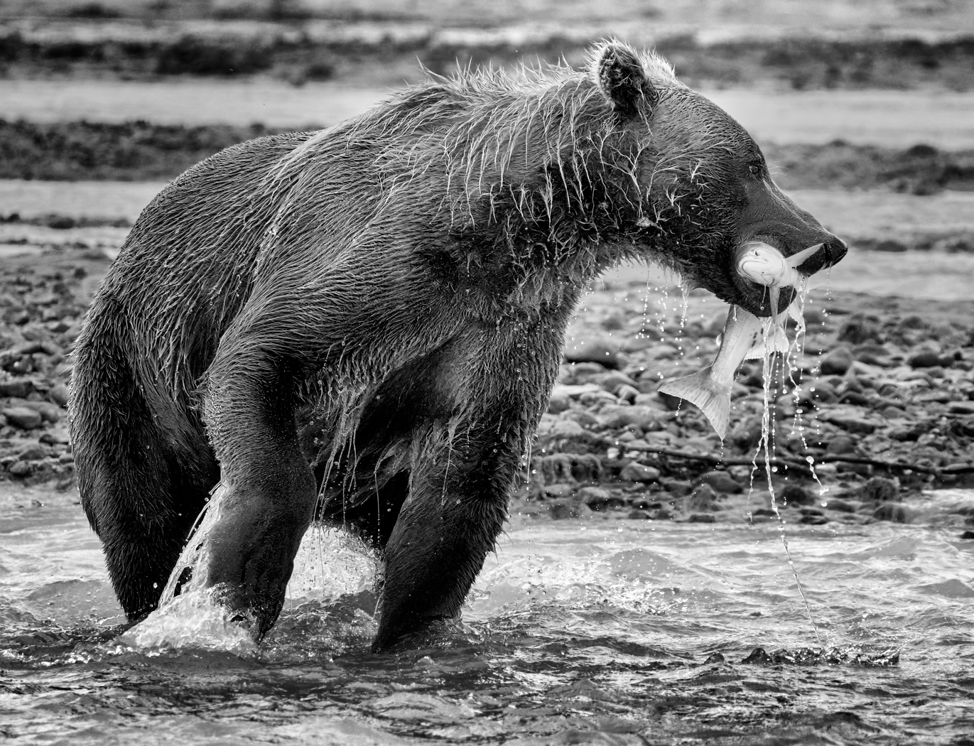 Grizzly & the Catch by Nick Delany, QPSA