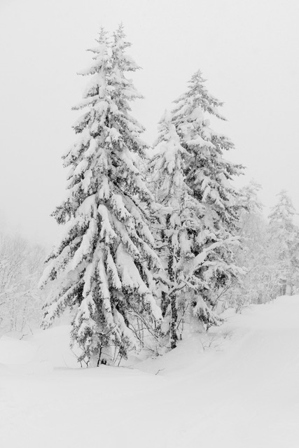 Hokkaido Revisited by Susan Quinn