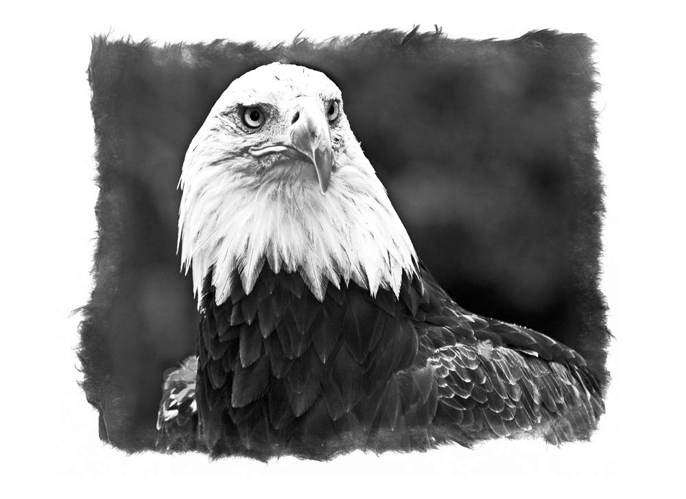 Majestic - The American  Bald eagle by Wes Odell