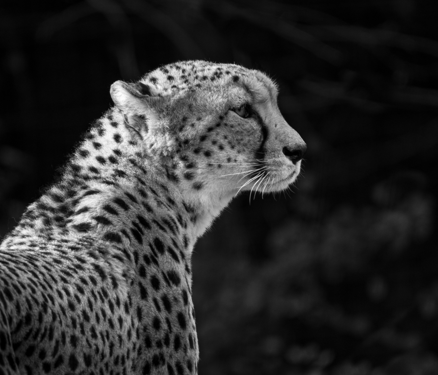 Cheetah