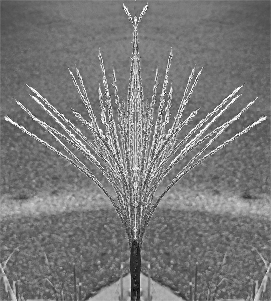 Ornamental grass by Stephen Levitas