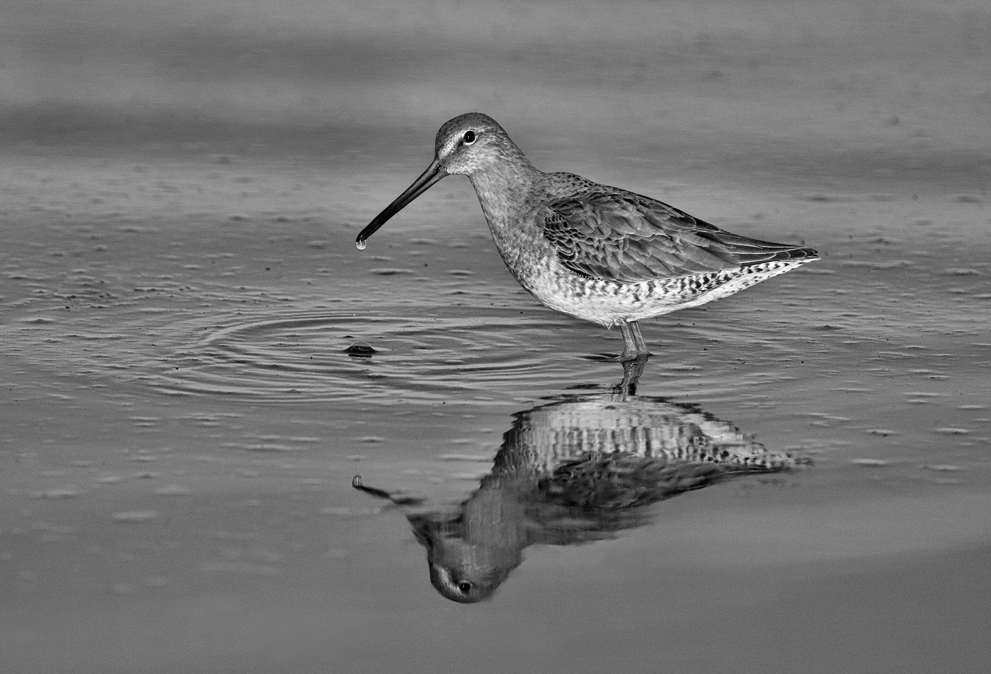  Long-billed Dowitcher by Jennifer Doerrie