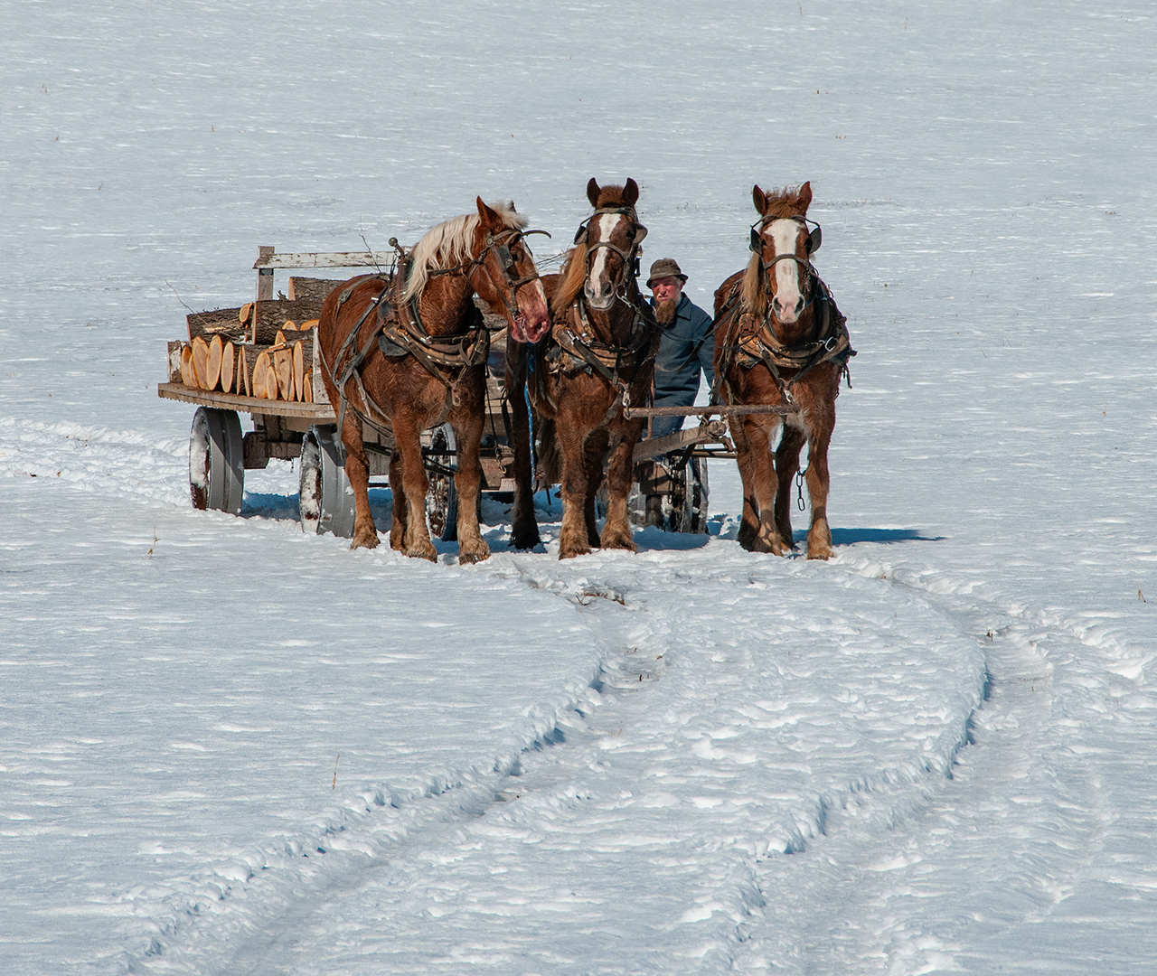 November 2025 - Tom McCreary, APSA, MPSA