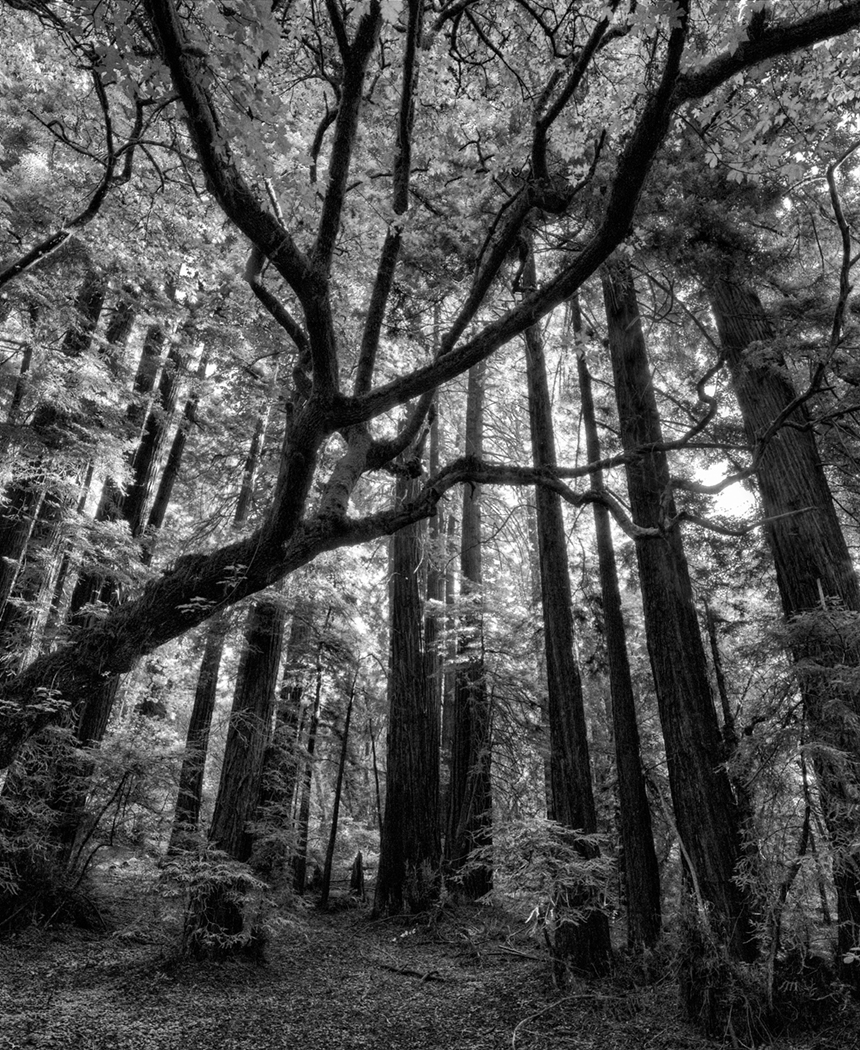 Muir Woods looking up by Diana Magor, MPSA, APSA