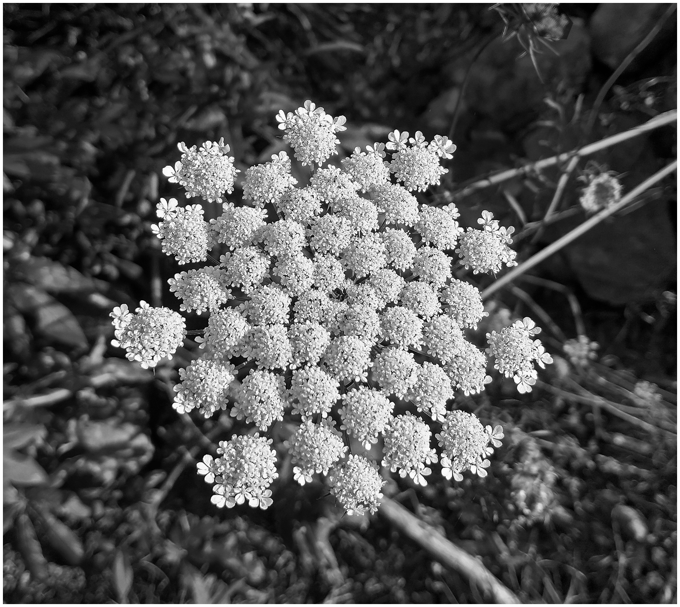 Queen Anne's lace by Stephen Levitas