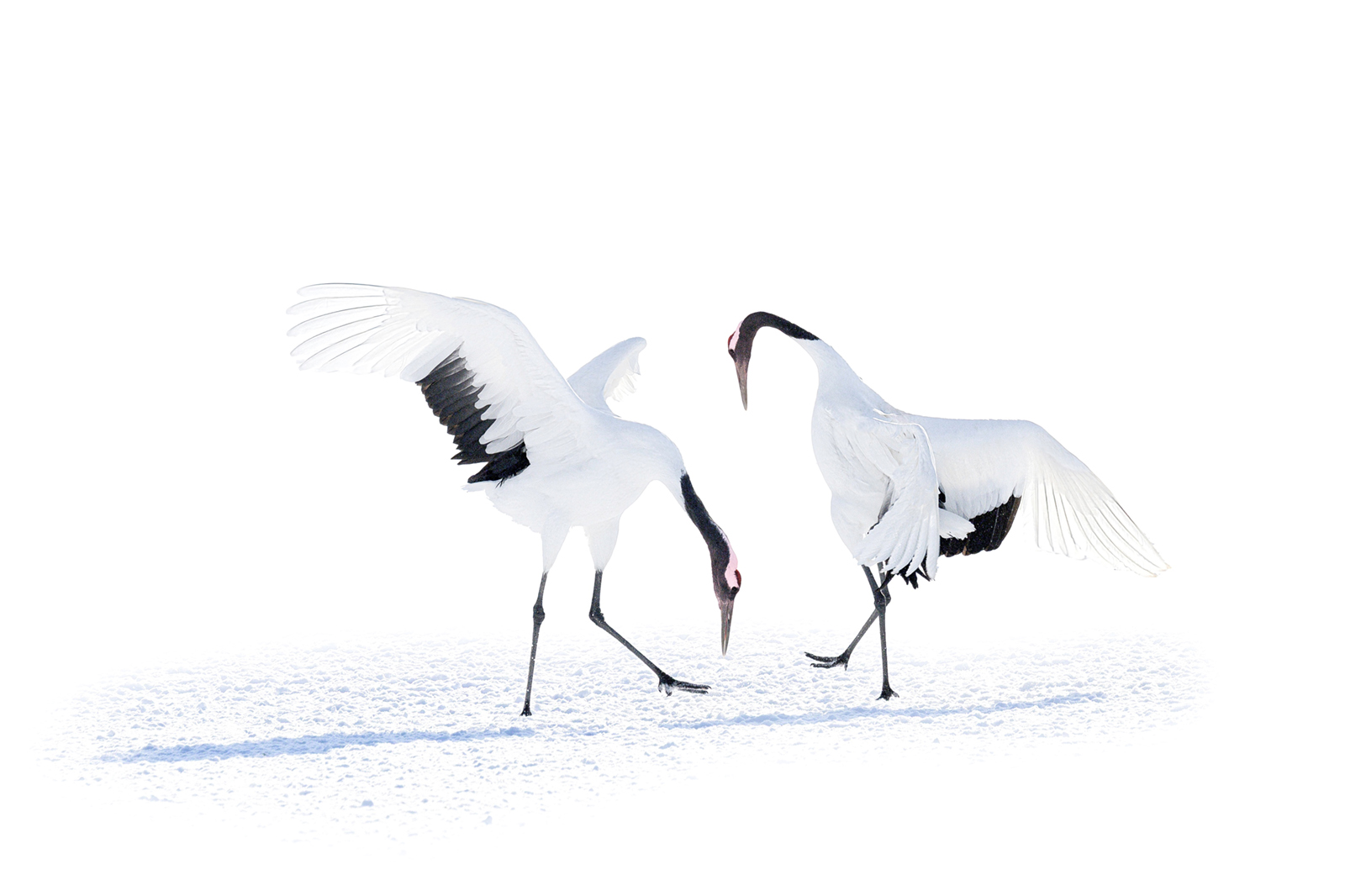 April 2026 - Somdutt Prasad, MPSA2, BPSA