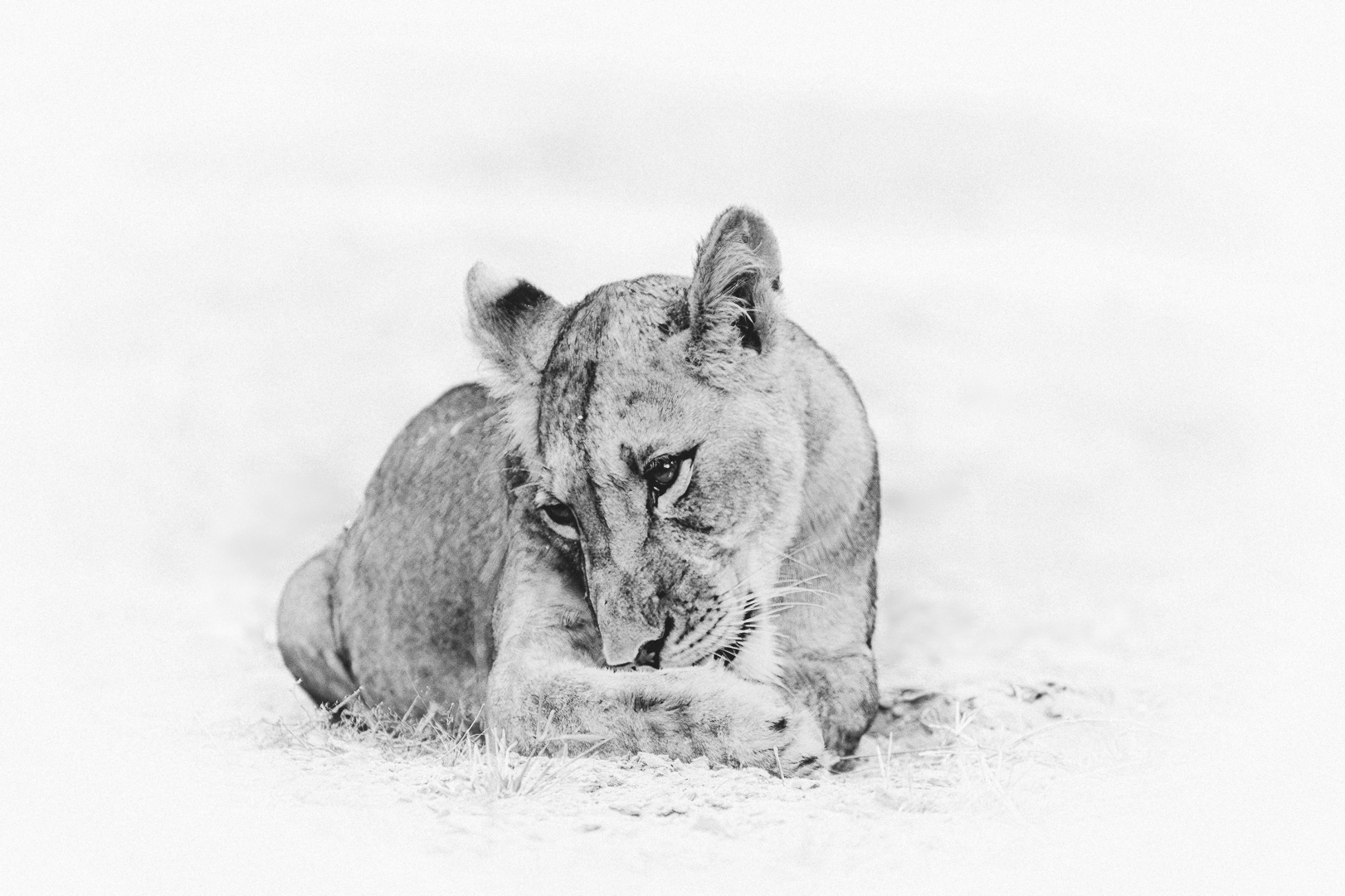 Lioness by Somdutt Prasad