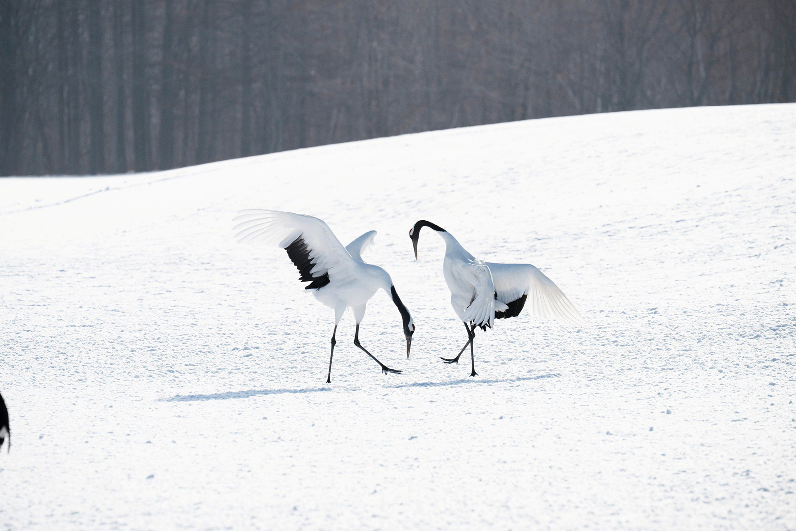 April 2026 - Somdutt Prasad, MPSA2, BPSA