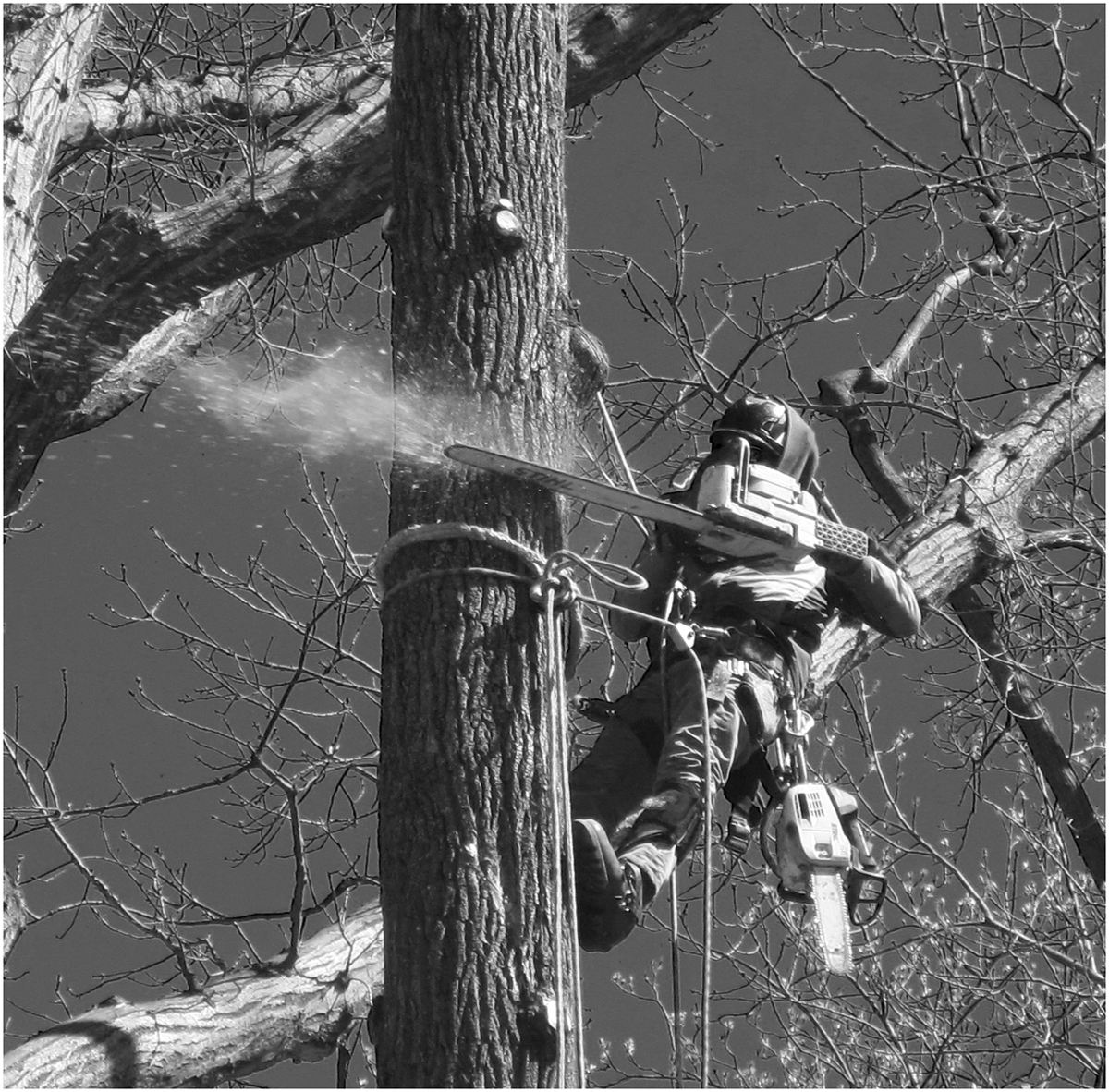 Tree cutting -More trees down
