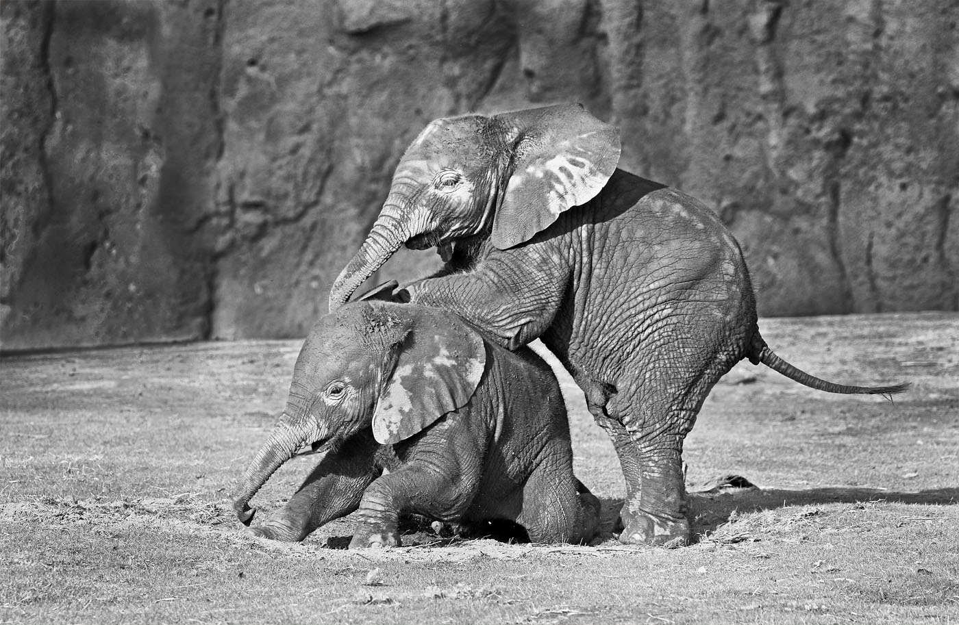 Elephants playing