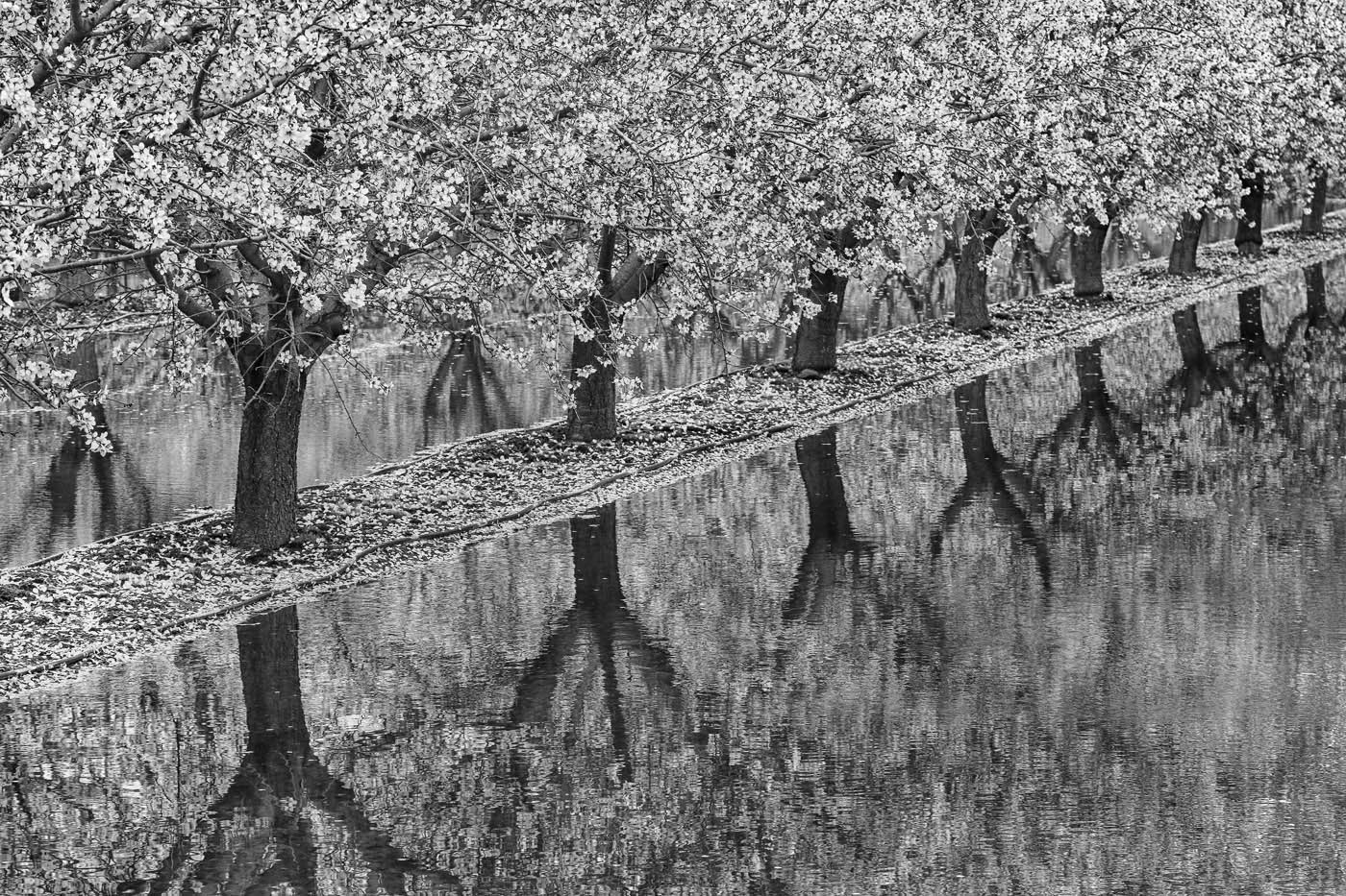 Flooded California Orchard by Jennifer Doerrie