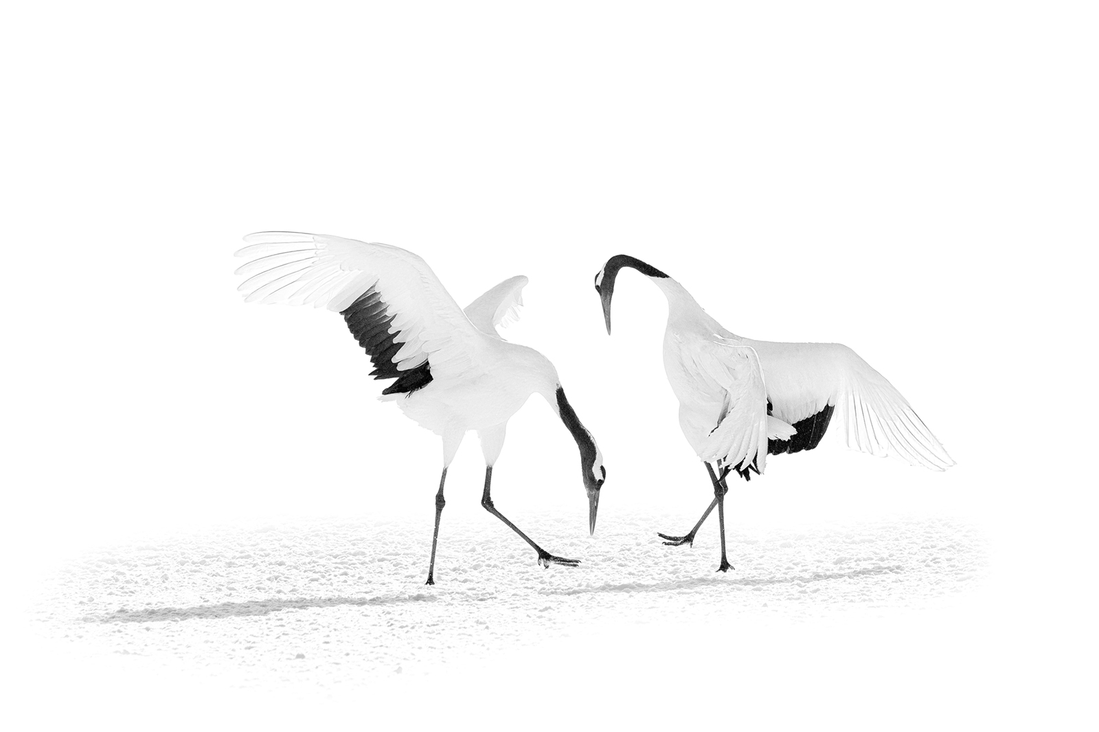 Couples dance by Somdutt Prasad