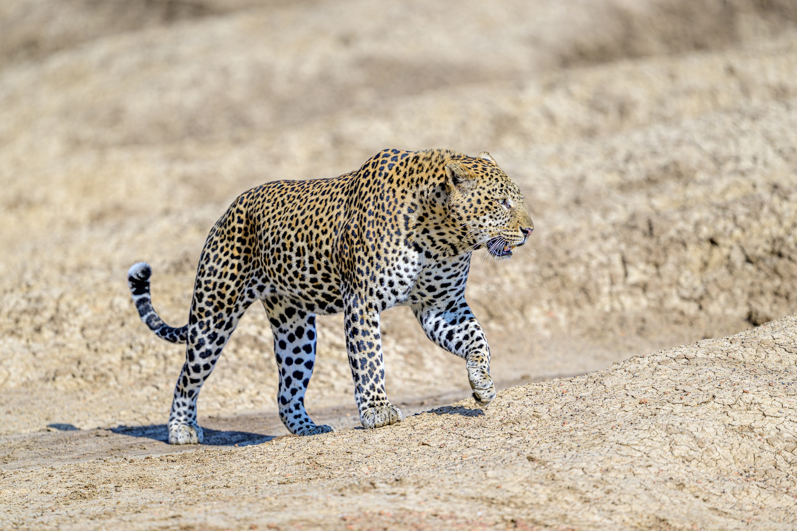 November 2025 - Somdutt Prasad, MPSA2, BPSA