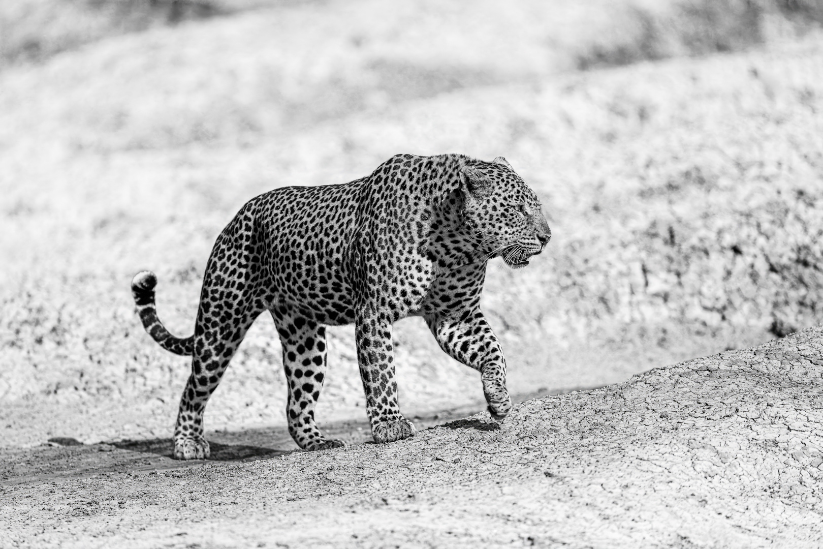Leopard prowling