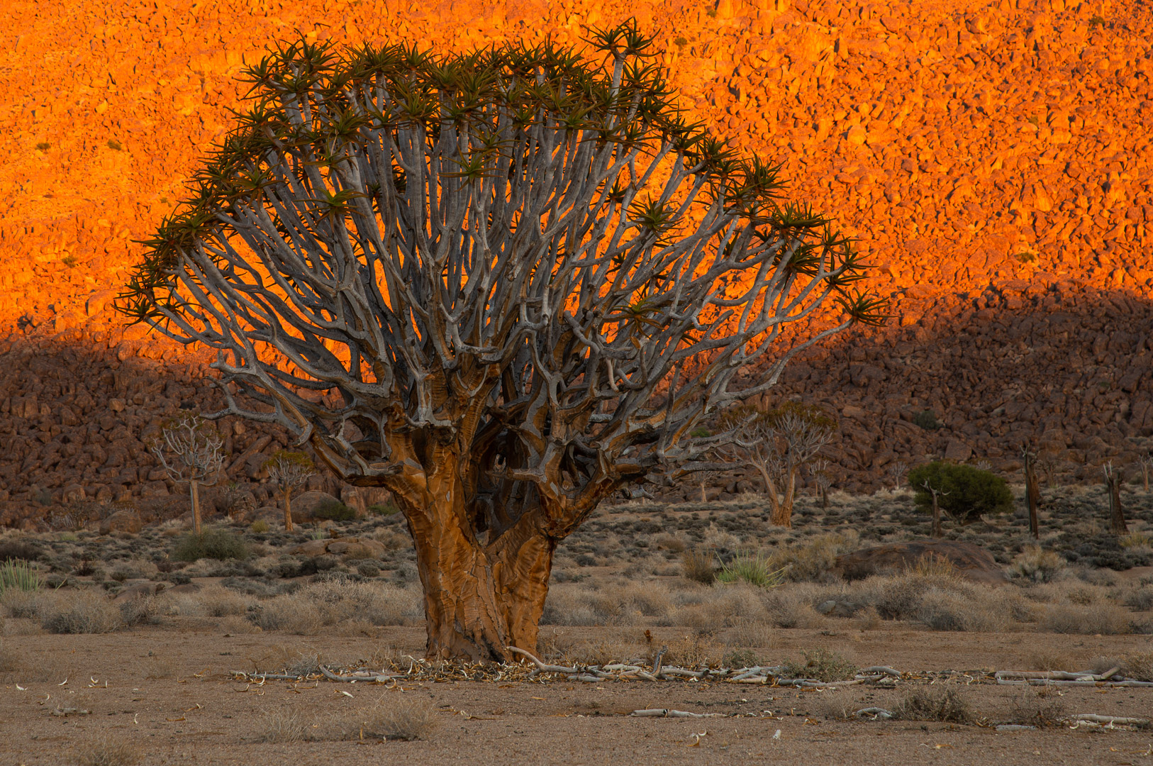 Quiver tree wall1/8s at F11 ISO50  EV-1&2/3  D800 Nikon 24-120mm AT120mm   Taken in the Richtersfeld in the area in South Africa