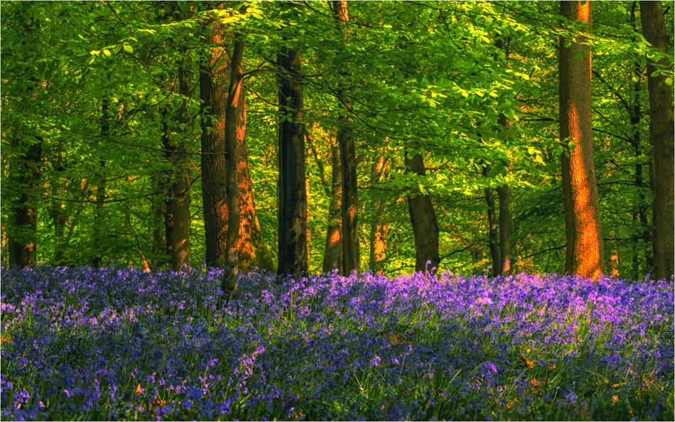 Bluebell Time by Paul Hoffman