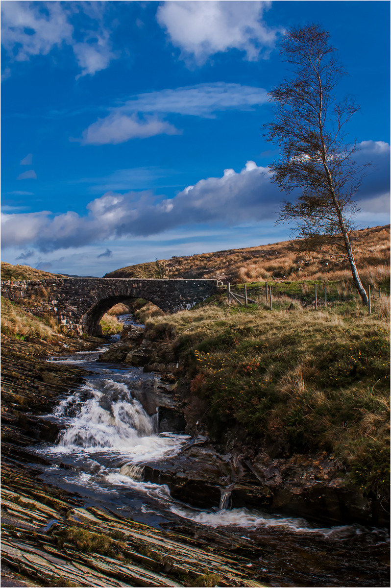 Bridge and Tree by Paul Hoffman