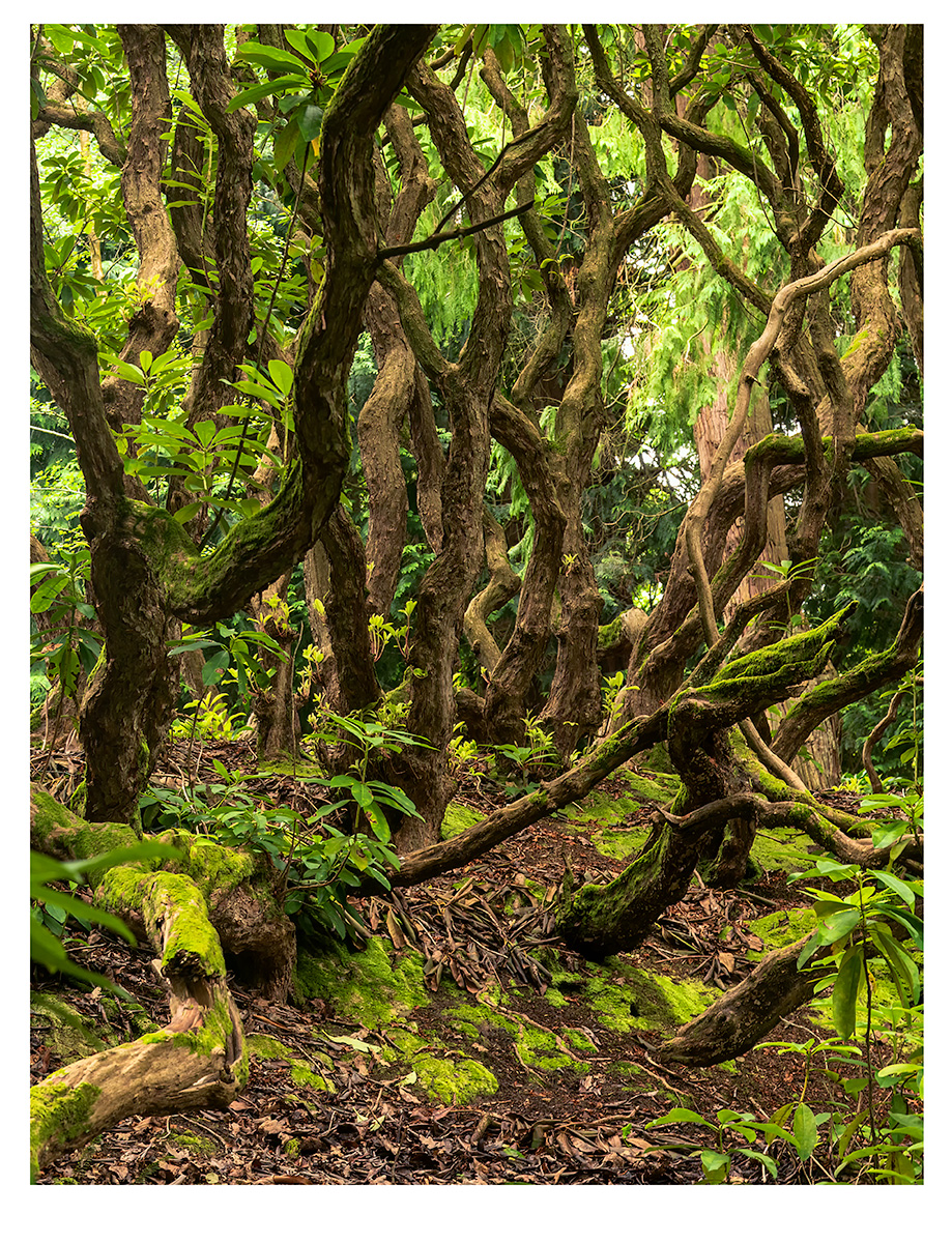 Within a Rhododendron by Paul Hoffman