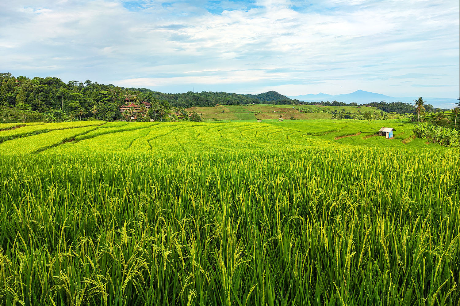 Padi Field in Ciboer Majalengka by Arief Rahardjo