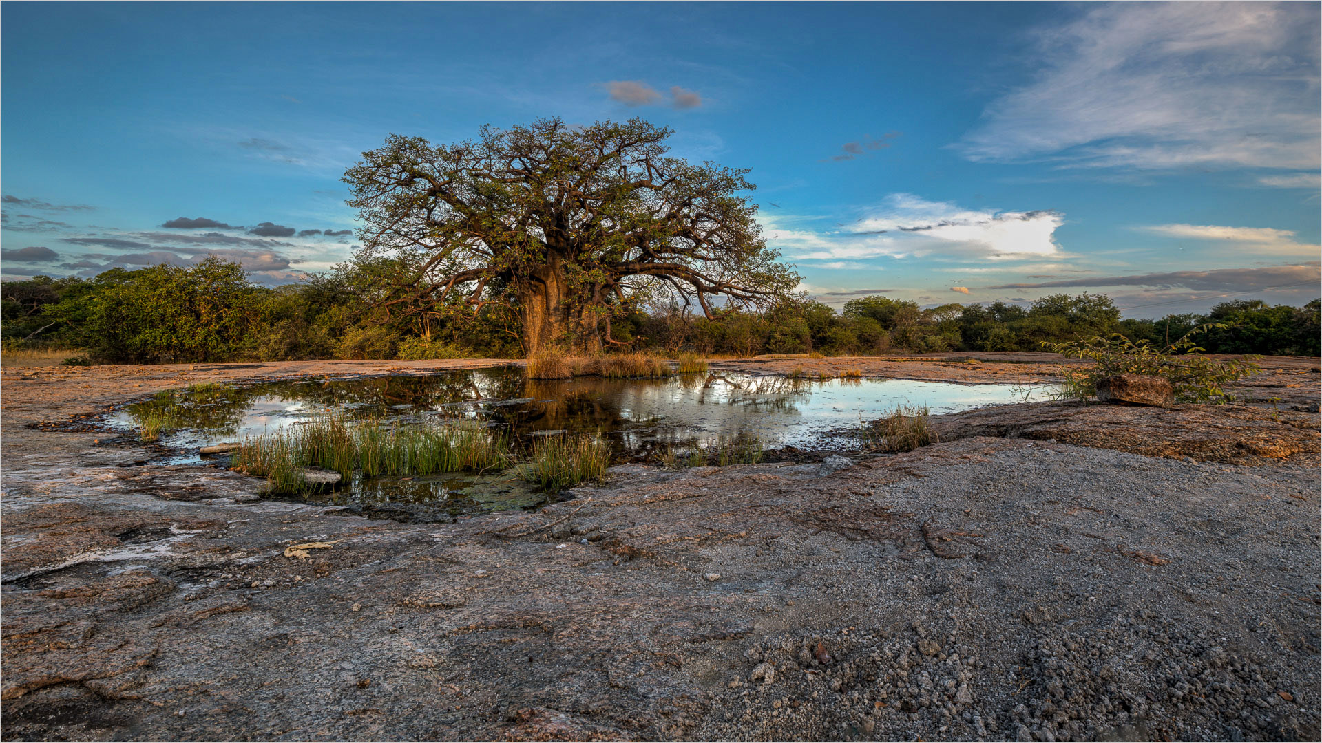 Boabab at the dam by Francois Venter